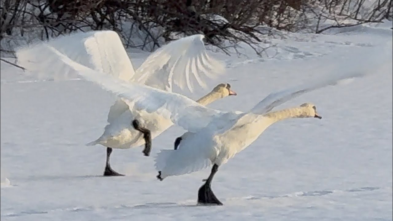 Preparing For Departure For Their Next Destination 