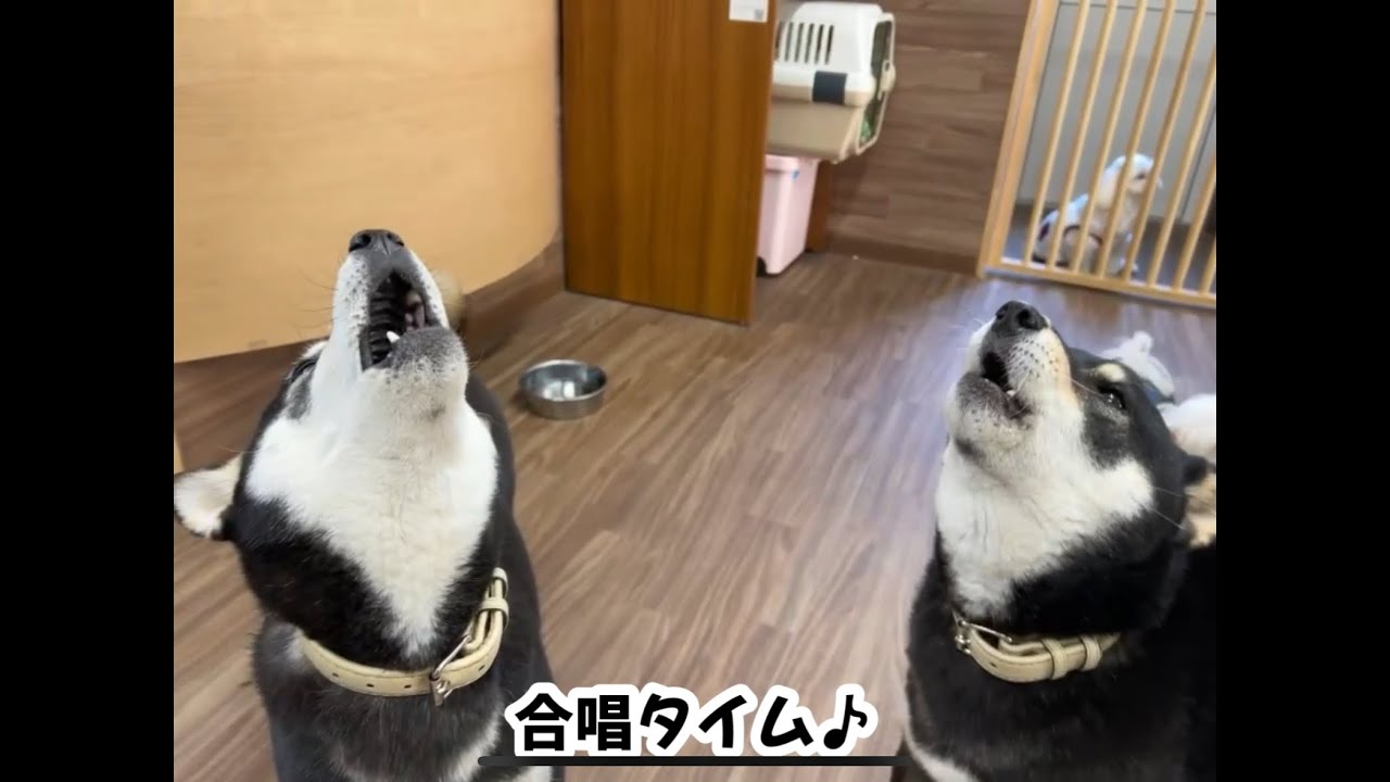 【犬の幼稚園の日常】救急車が通ると始まる遠吠えタイム
