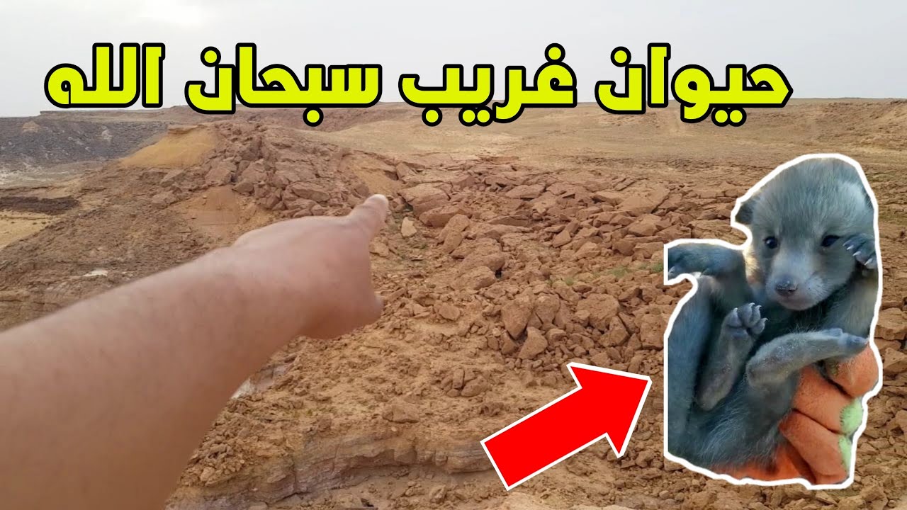 البحث عن صغار الذئب لتوثيقها فقط