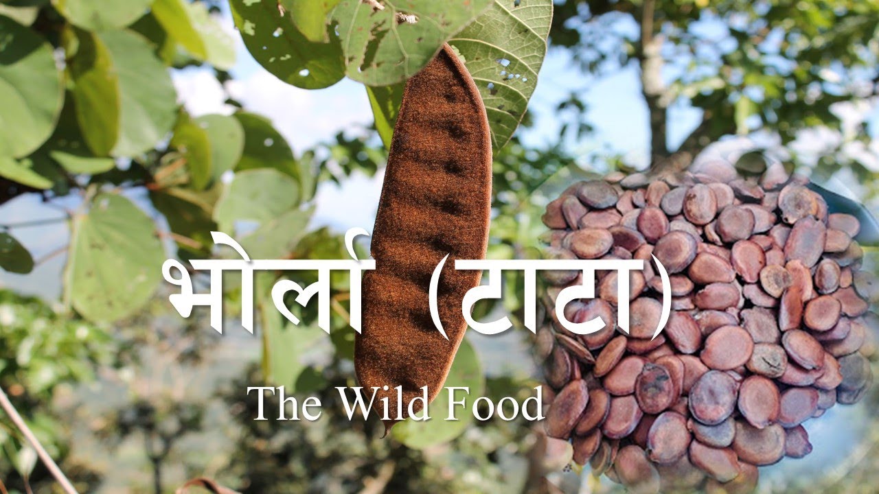 Wild Food | Bhorla | Tata (Bauhania Vahlii)