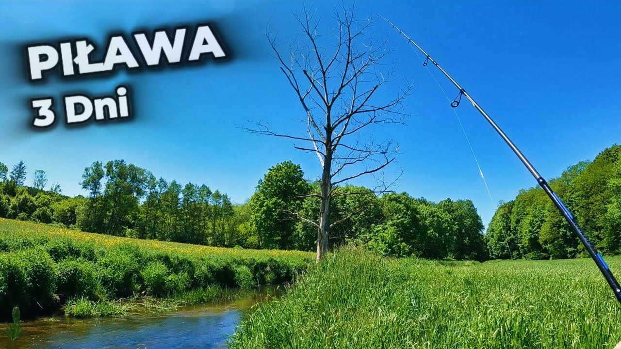 PIŁAWA: Wędkarski SURVIVAL – Klenie i Okoń CATCH & COOK | Dzień 2/3