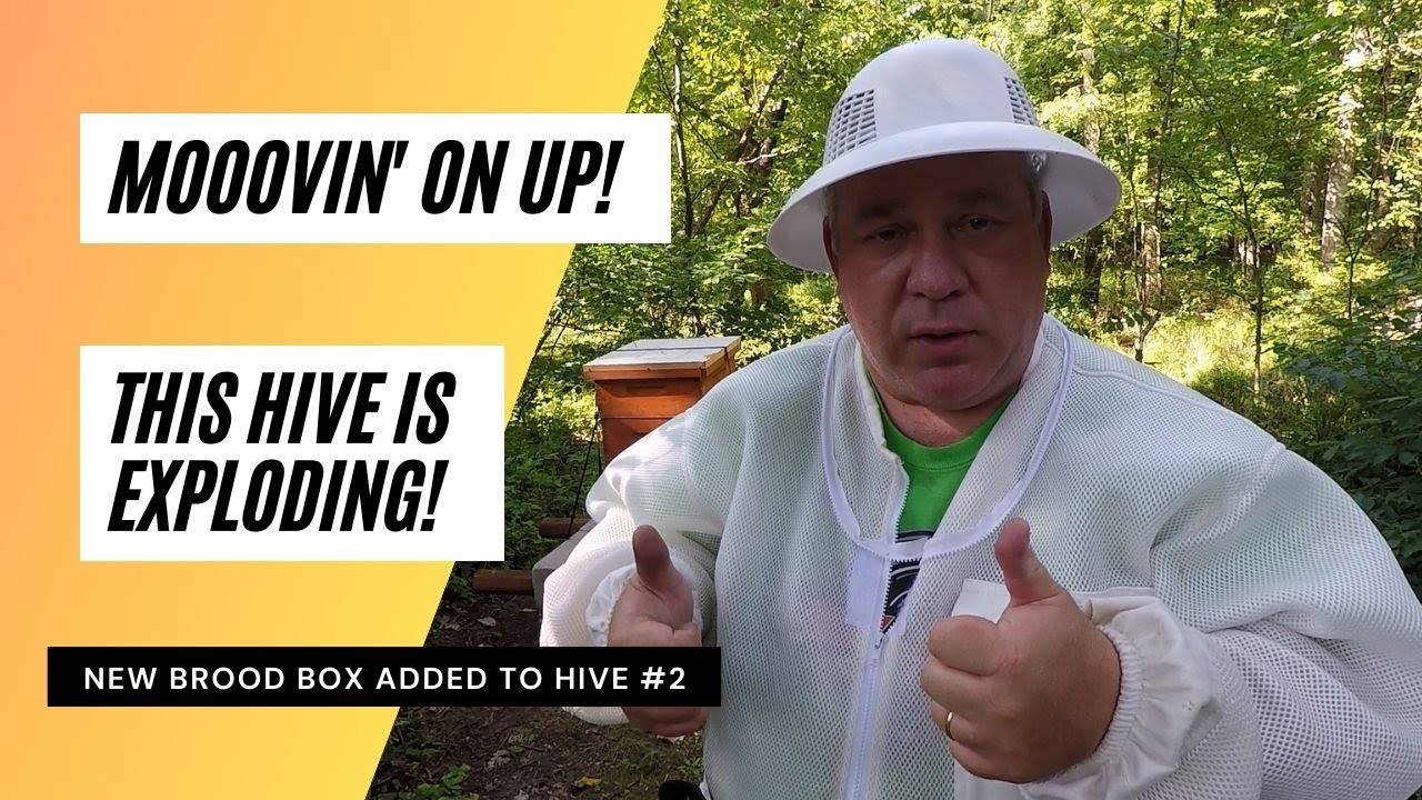 Whoa Whoa Whoa Mooovin' On Up! Hive is Exploding Like Crazy!