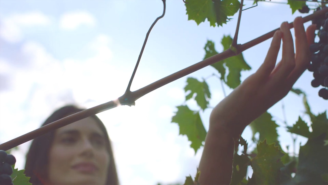 Linfa di Vite – la storia dell’innovazione Bottega Verde