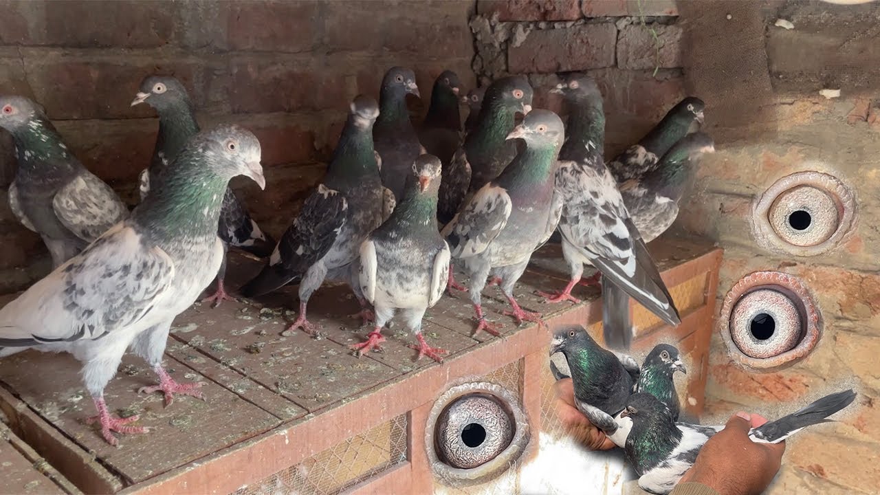 ٹاپ کوالٹی جوڑوں والے کبوتر 1850 روپے پر | Champion Pigeons