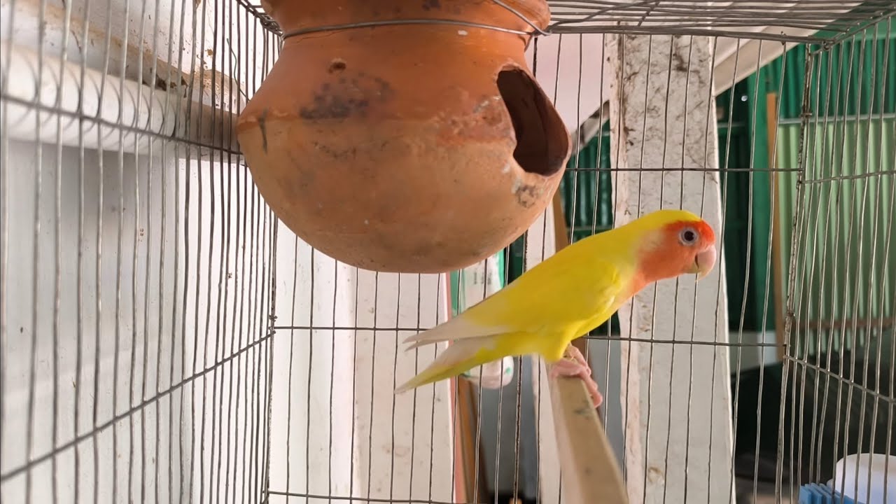 লাববাট পাখির ডাক কিউট দেখতে #duet #birds #মর্নিং2pmরেজাল্ট #lovebirds #কাচাবাদামsong #parrot #cat