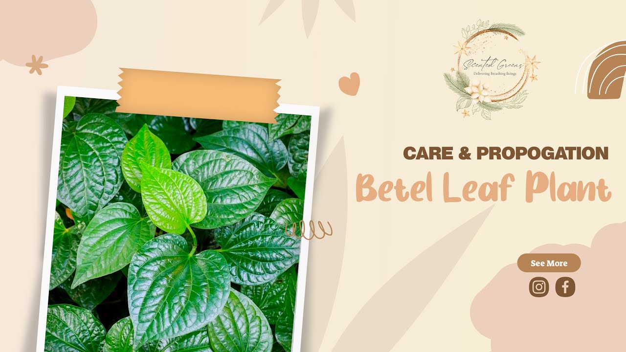 Betel Leaf Plant - propagation, repotting, & care
