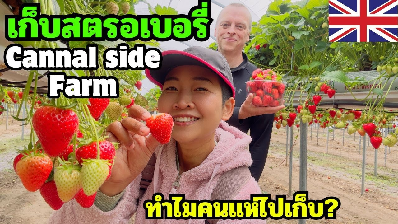 เก็บสตรอเบอรี่สดๆ ที่ Canalside Farm🍓 Strawberry Picking in UK