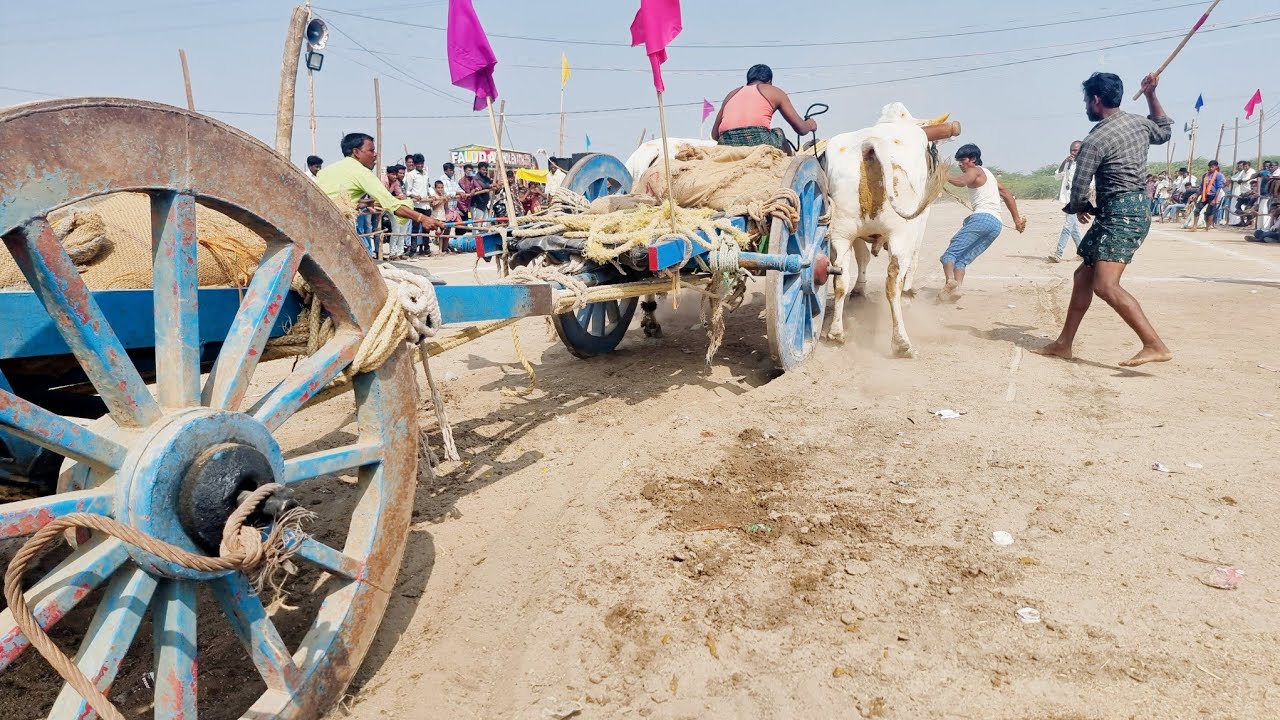 వావిలాల శ్రీ శివాంజనేయ స్వామి జాతర సందర్భంగా గిరక బండ్ల పోటీలు 19వ జత