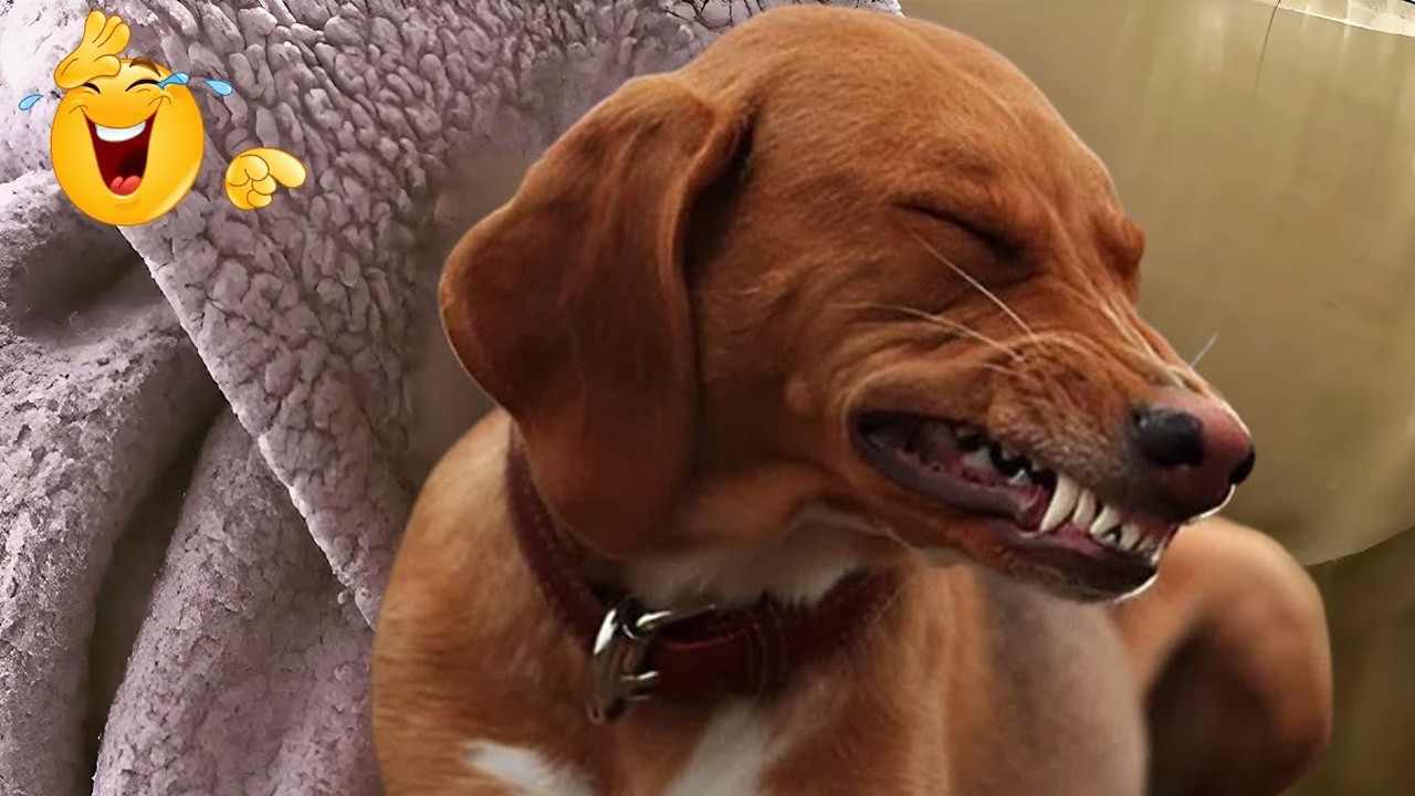 I Wanted a Dog, Got a Comedian Instead 😂🐶 Funniest Dogs Ever