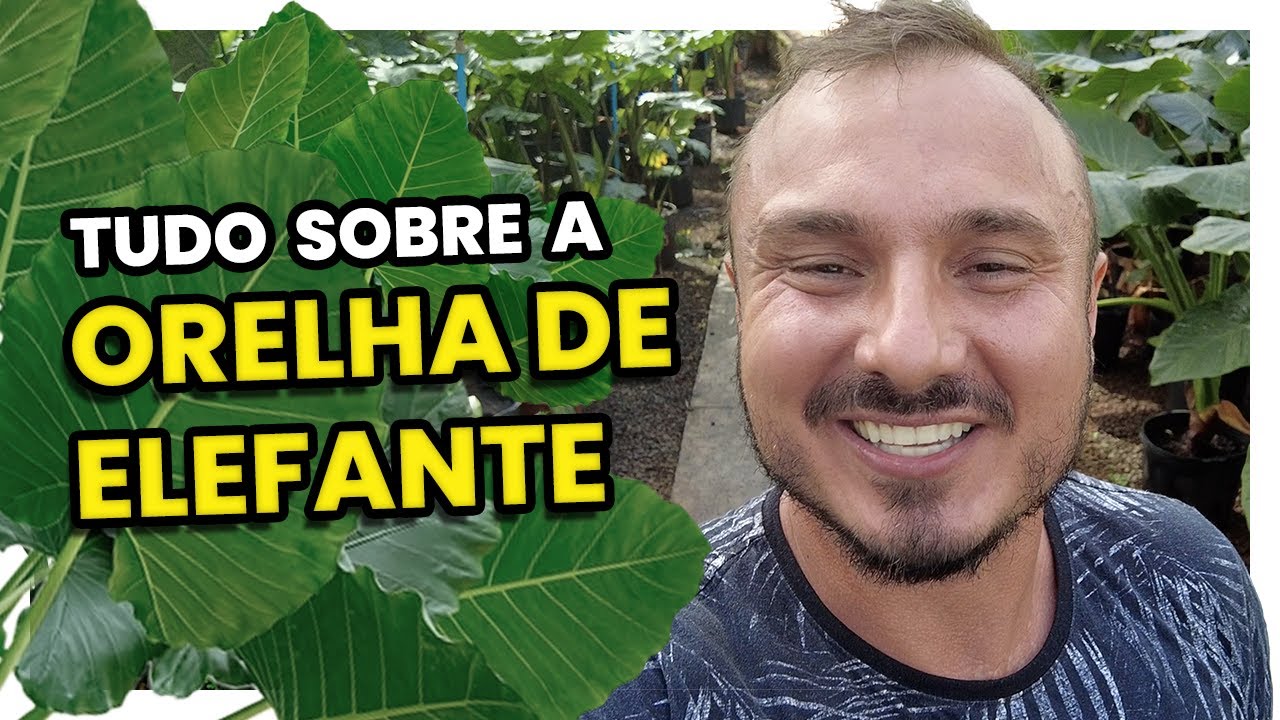 ORELHA DE ELEFANTE | Saiba tudo sobre essa planta gigante