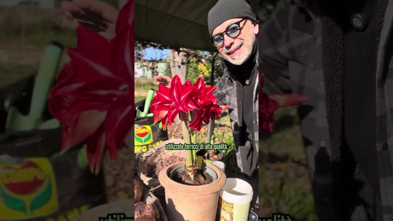 HIPPEASTRUM • nozioni di base