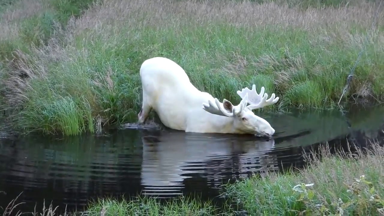White Elk, Sweden