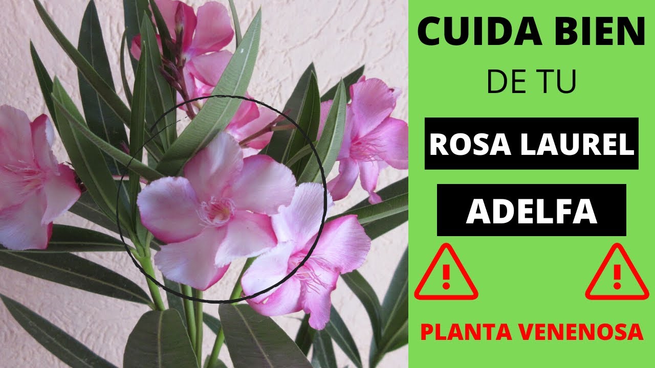 Como Cuidar un ROSA LAUREL | Planta ADELFA | Aprendiendo a Cuidar