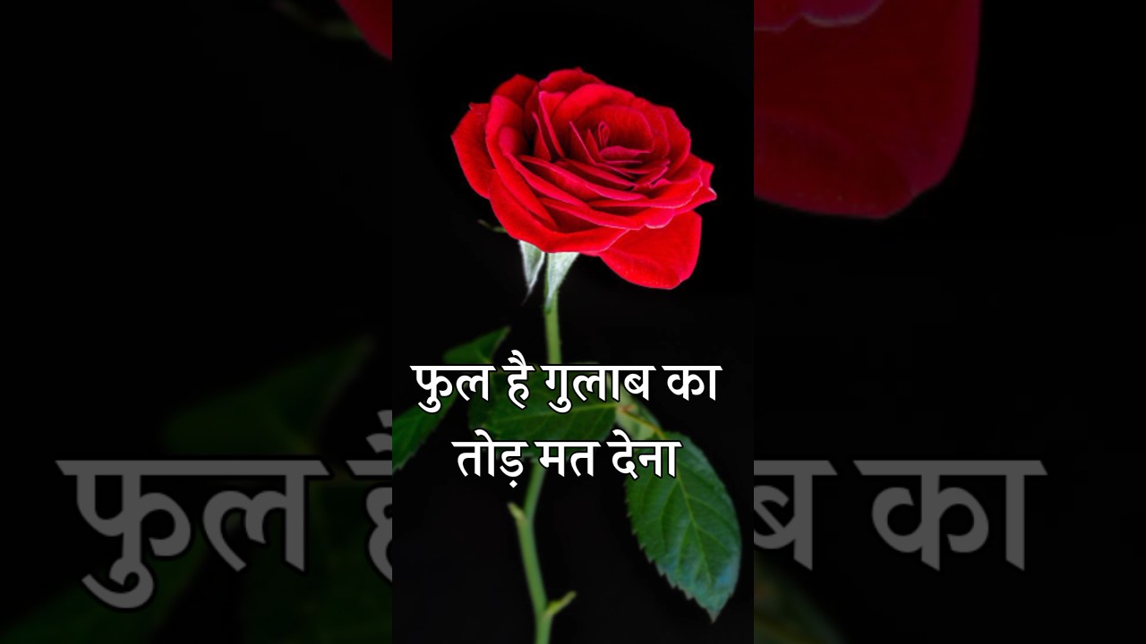 फुल है गुलाब का तोड़ मत देना 🌹|| gulab romantic shayari 🌹 love you shayari 🌹 || #shayari #status