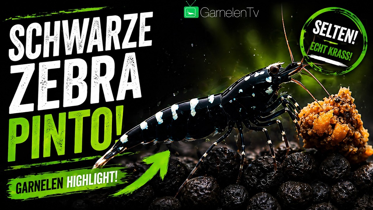 Schwarze Zebra Pinto Garnele (Caridina logemanni) – Haltung, Zucht & Tipps | GarnelenTv