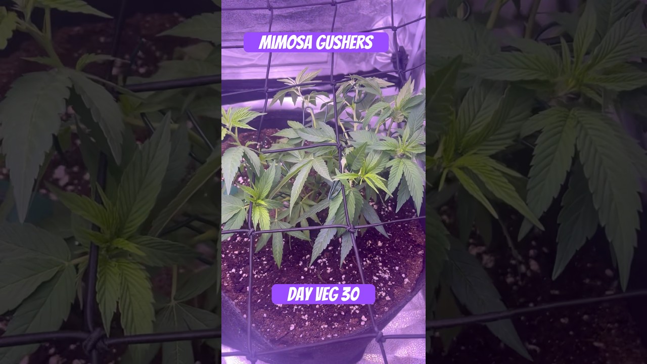 Mimosa Gushers Strain VEG Day 30 XXL LST Scrog  #420 #seedtoharvest #crazybud