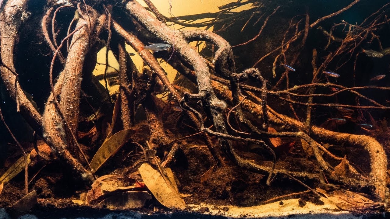 #BADC2019 / Igarap&eacute; do Daracua, the small forest stream of Rio Negro, near Barcelos, Brazil, 100 L