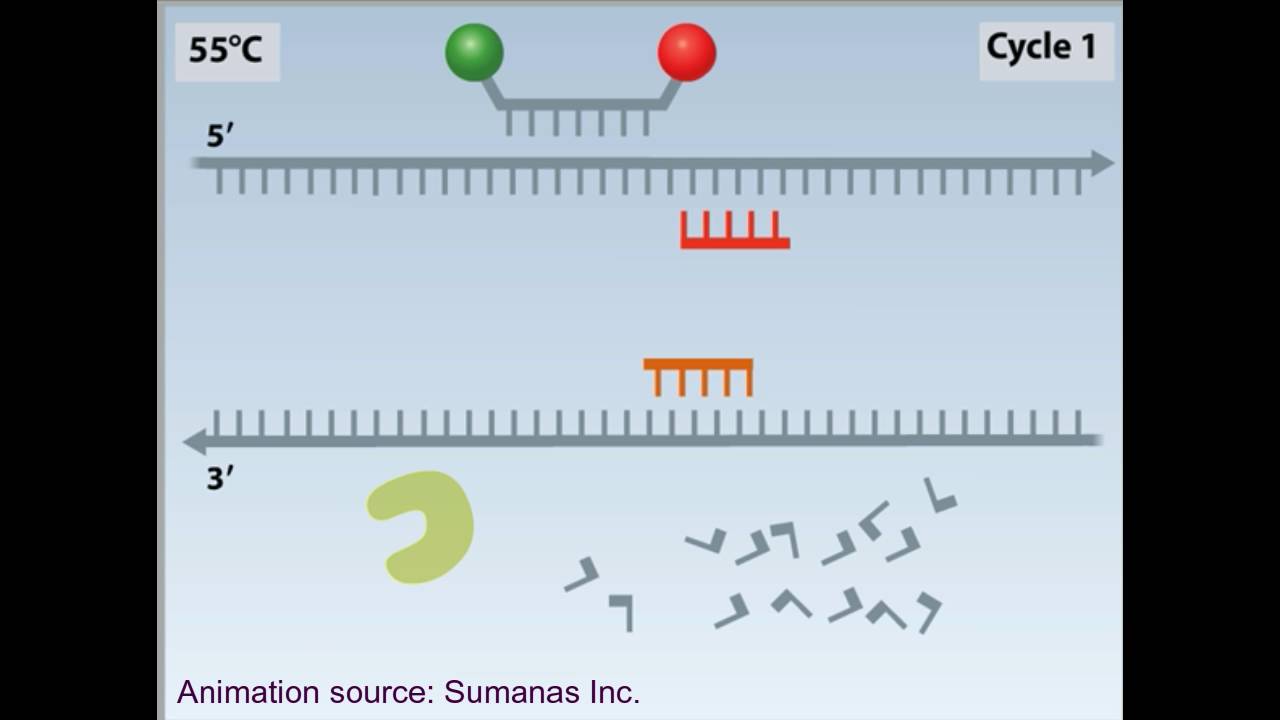 rtPCR animation