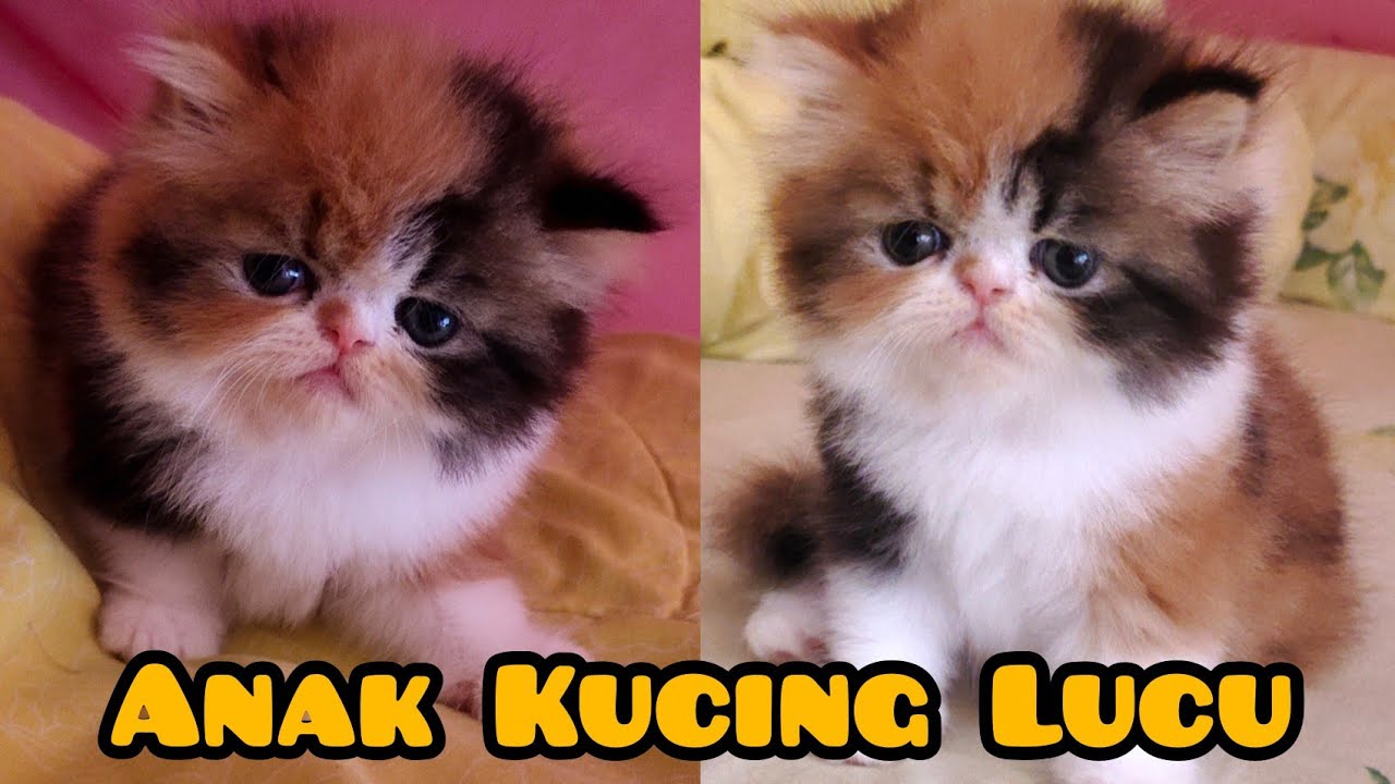 Kumpulan Tingkah Lucu Anak Kucing Kecil Yang Bikin Tertawa Ngakak