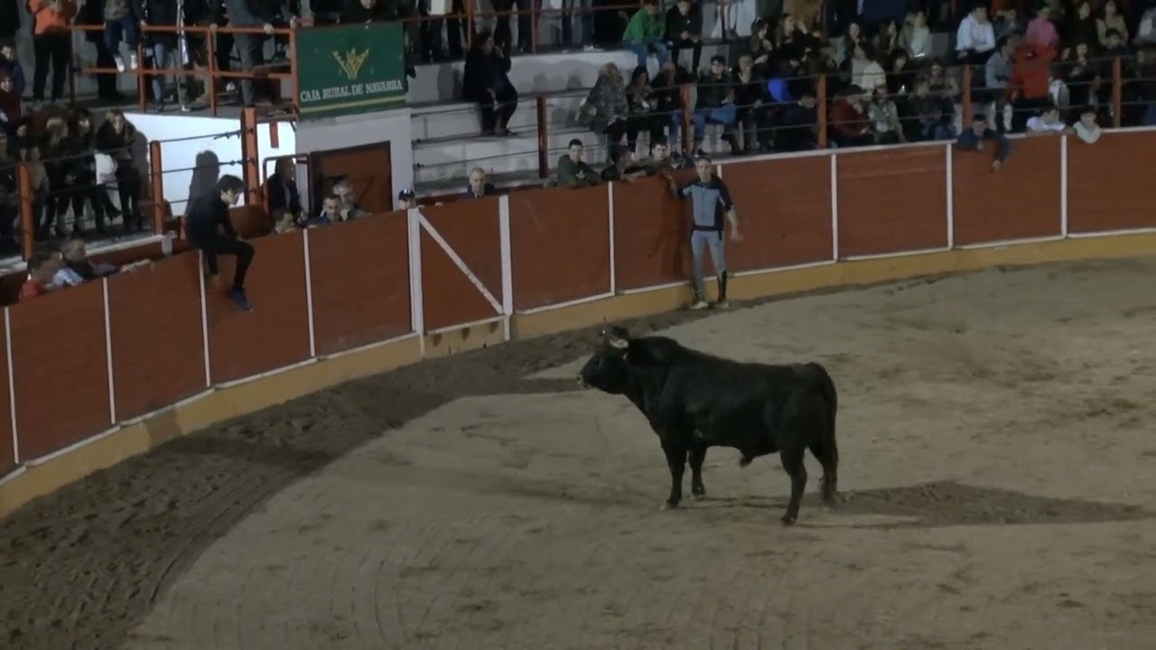 TORO DE MACUA EN LA PLAZA DE TOROS DE FITERO SAN RAIMUNDO                  10 -03 -2023