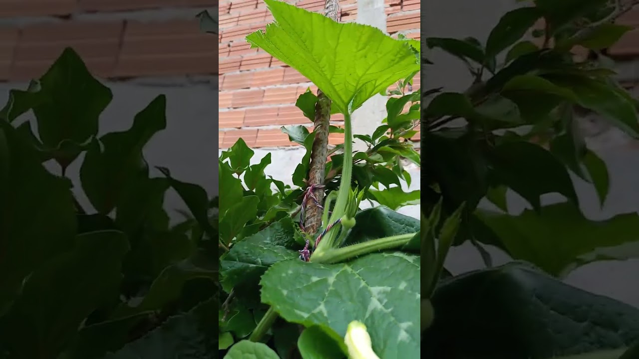 Mosca da podridão,da abóbora,como eliminar este problema da sua horta 🥬