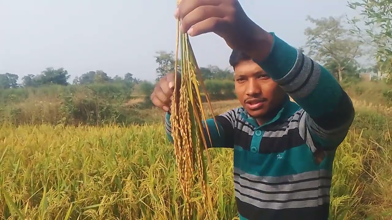 वजनदान दाना और उत्पादन भी ज्यादा कोन सी वेराइटी है ये।। जरूर देखें || #paddy#ricefarming #farmerlife