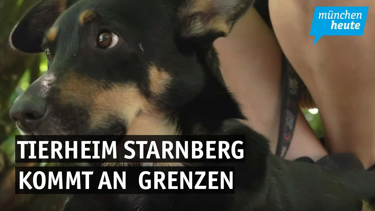 Aufnahmestopp – Tierheim Starnberg kommt an seine räumlichen und finanziellen Grenzen