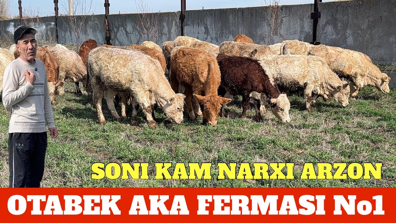 OTABEK AKA AVLIKOL BUQALARIGA 2 mlndan ARZON NARX AYTILA LUBOYJOYDAN ARZON SONI KAM