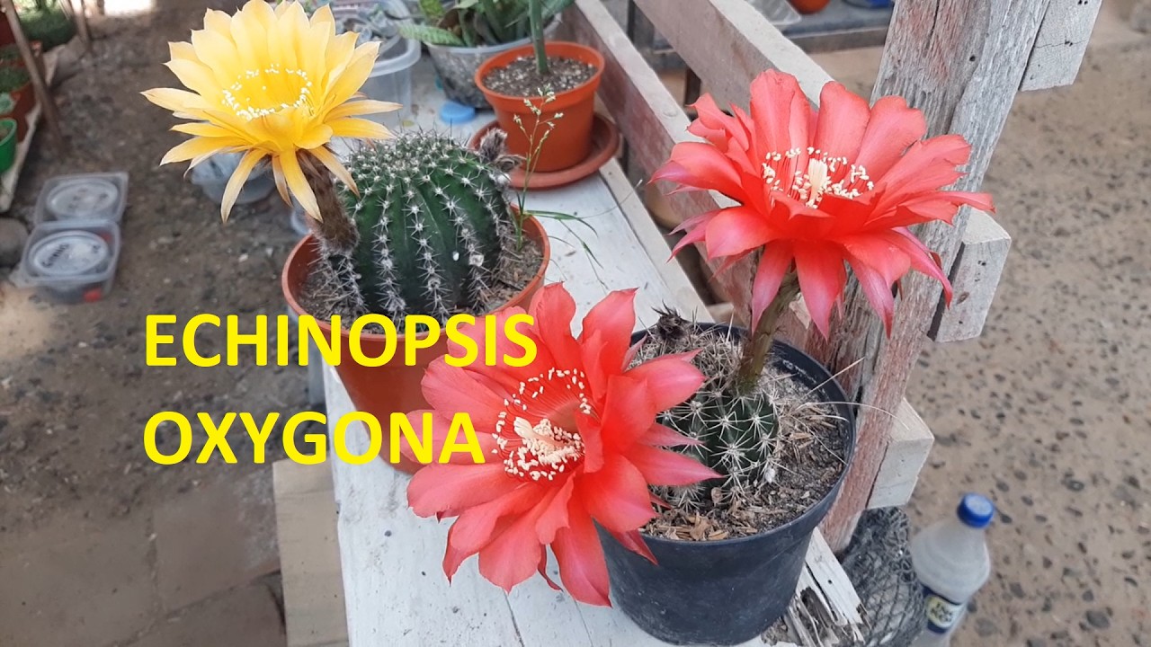 Echinopsis oxygona
