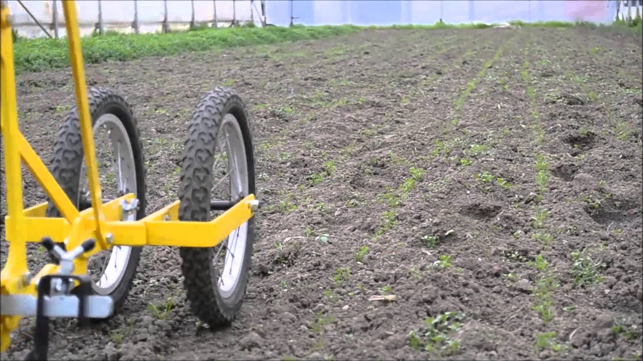 Désherbage de semi avec houe maraichere / Cultivateur à dents