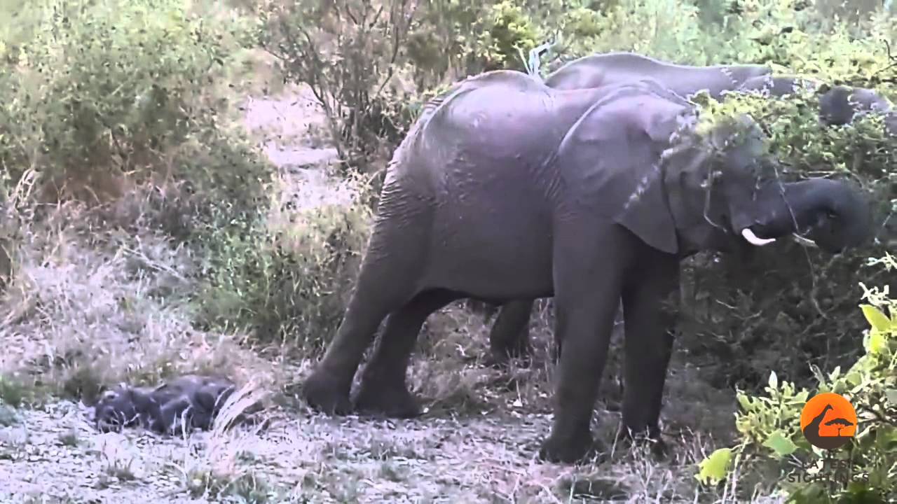 Mom Elephant Kicks Baby Elephant Back to Life