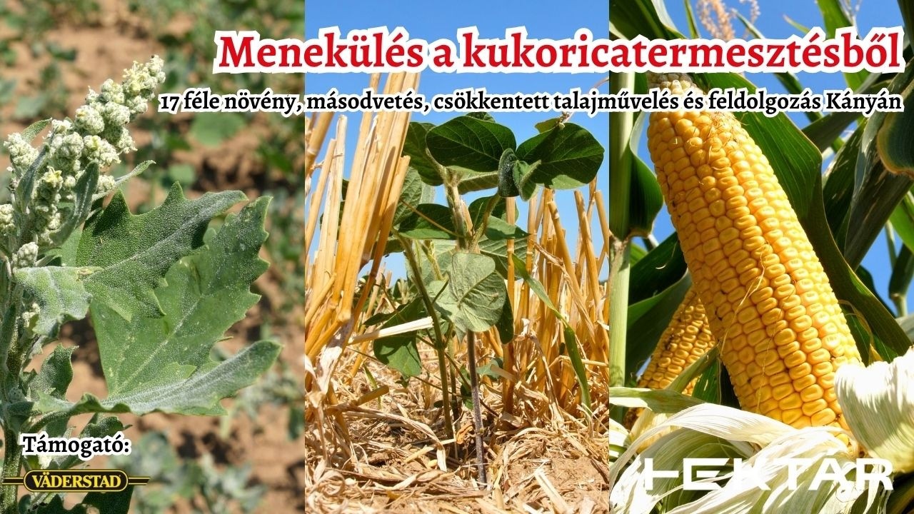 Menekülés a kukoricatermesztésből - De mi jöhet helyette? - A kinoától a másodvetésű napraforgóig