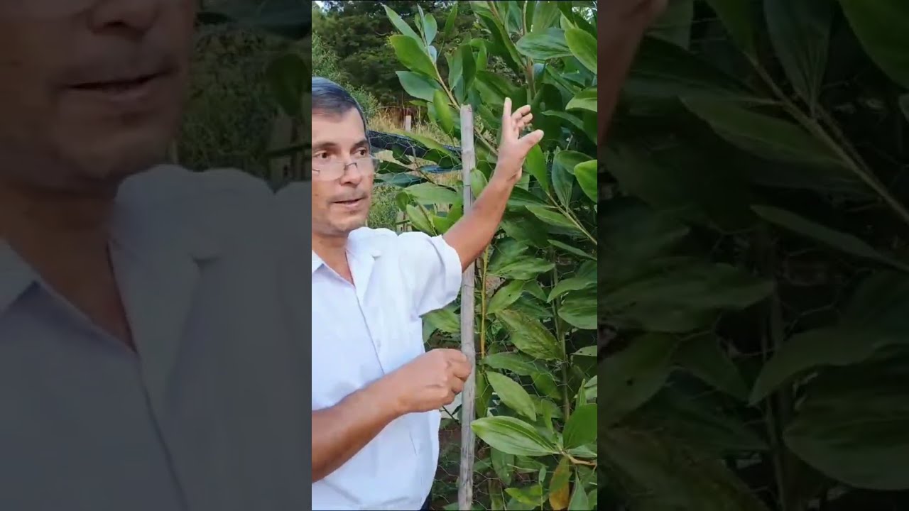 Acácia Mangium: Novas descobertas sobre essa incrível árvore!