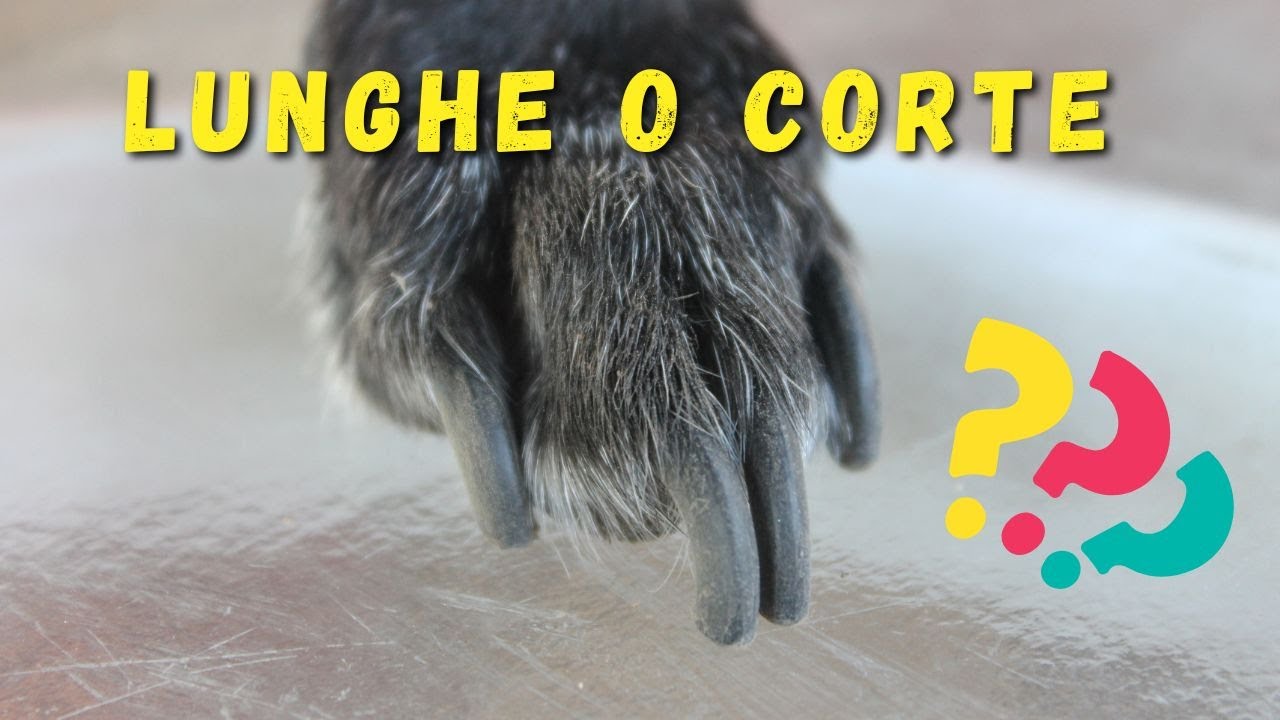 Tagliare le unghie al cane: come, quando e perchè!
