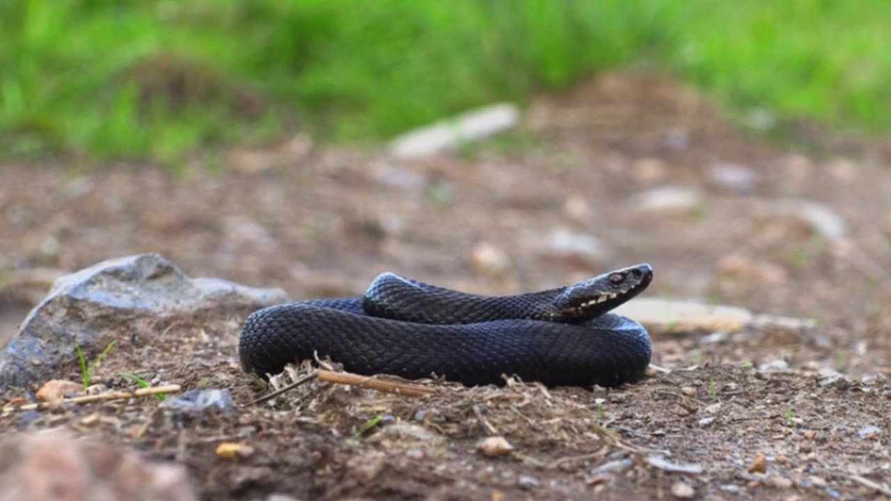 Black Adder Snake: Separate Species or Just a Melanistic European Viper?
