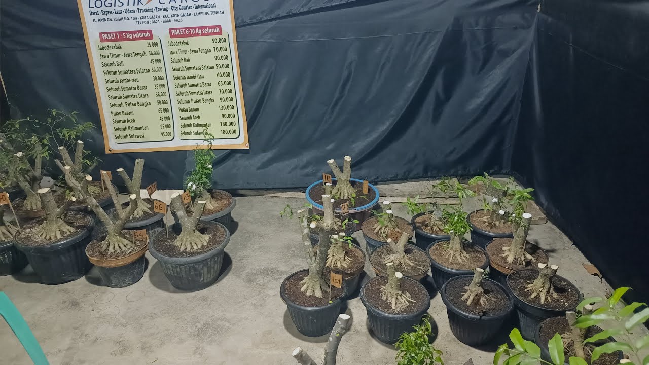 BAHAN BONSAI ANTING PUTRI JOS JIS..