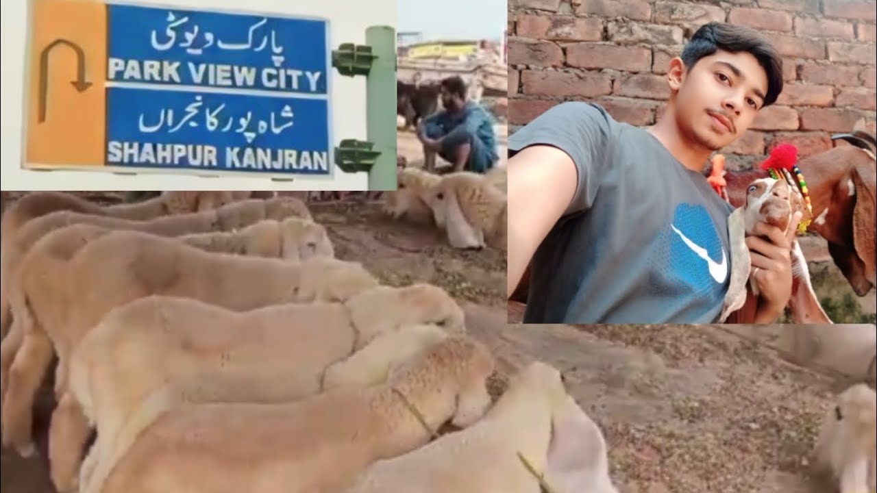 Goat kharid li 🥰 Shahpur Kanjra Mandi 