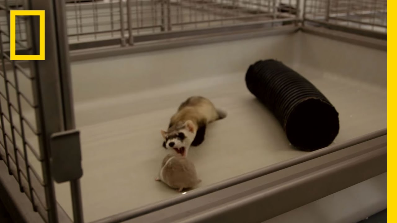 Harsh Reality of Saving Endangered Ferrets | National Geographic