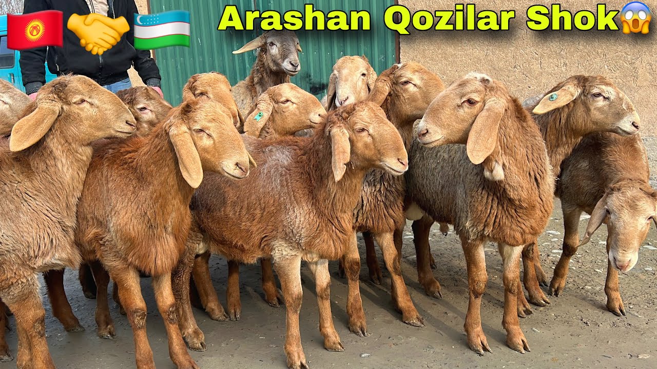 🇰🇬 180 KGGA CHIQADIGAN ARASHAN QOZILAR 😱 BISHKEKDAN KELDI!