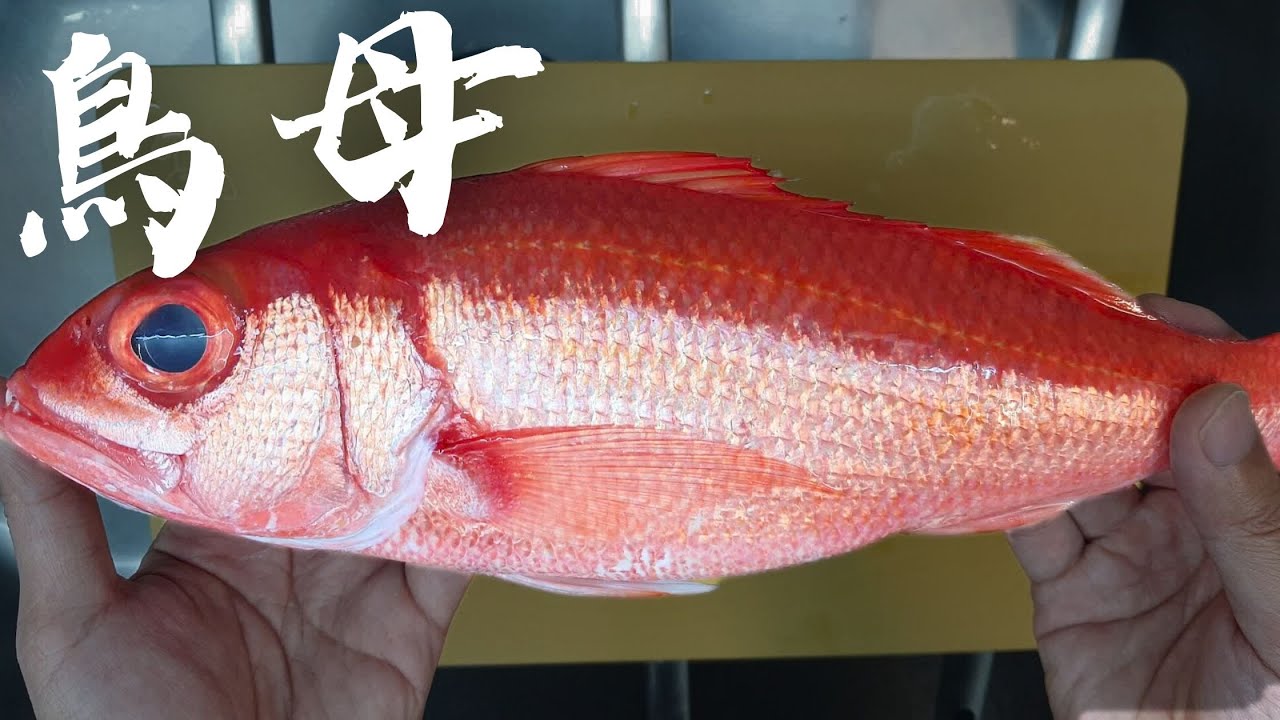 【誰來晚餐】老婆朋友來家裡吃飯，一桌五種魚。| 濱鯛生魚片 馬頭立鱗燒 鰆魚西京燒 泡菜炒河豚。