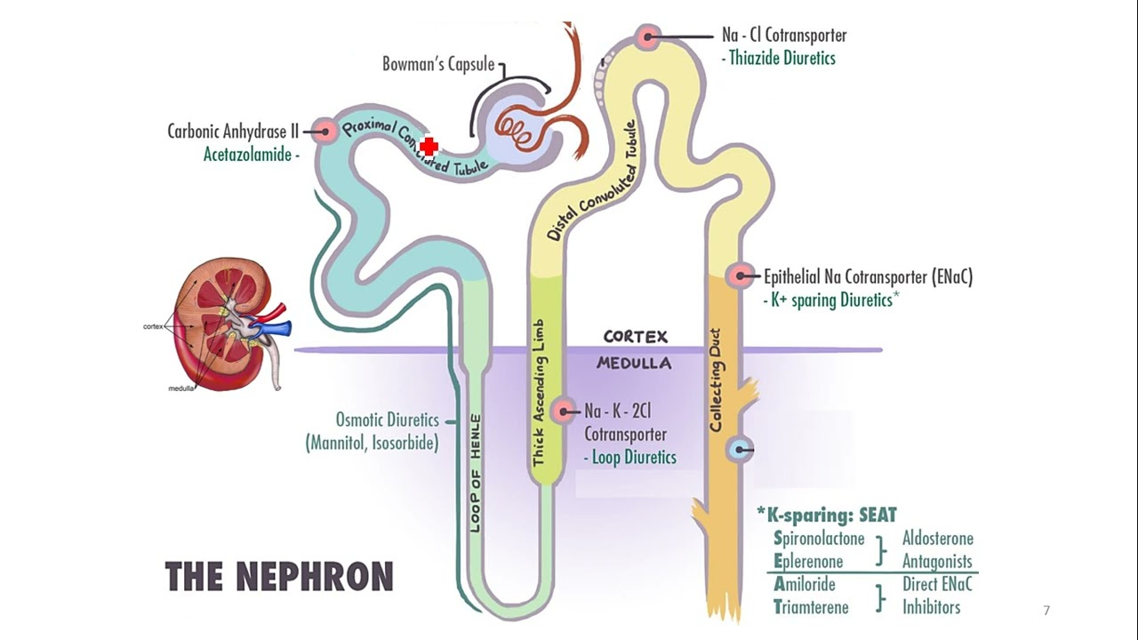 Diuretics, antianginal and anti- arrhythmic drugs