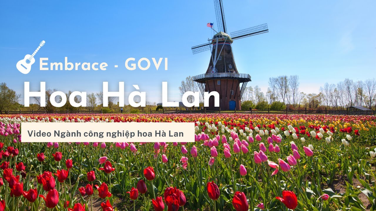 Hoa Hà Lan | Nhạc: Embrace - Govi