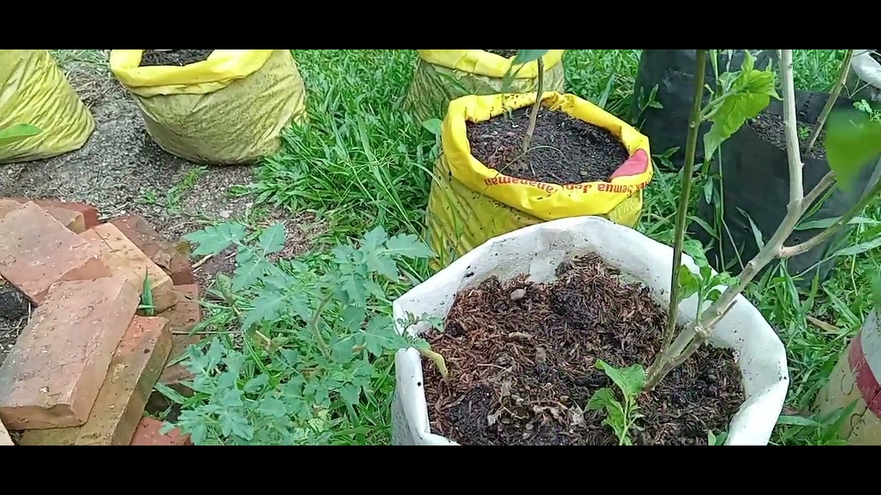 Libur telah tiba ayo berkebun. Happy gardening #kebunorganik 