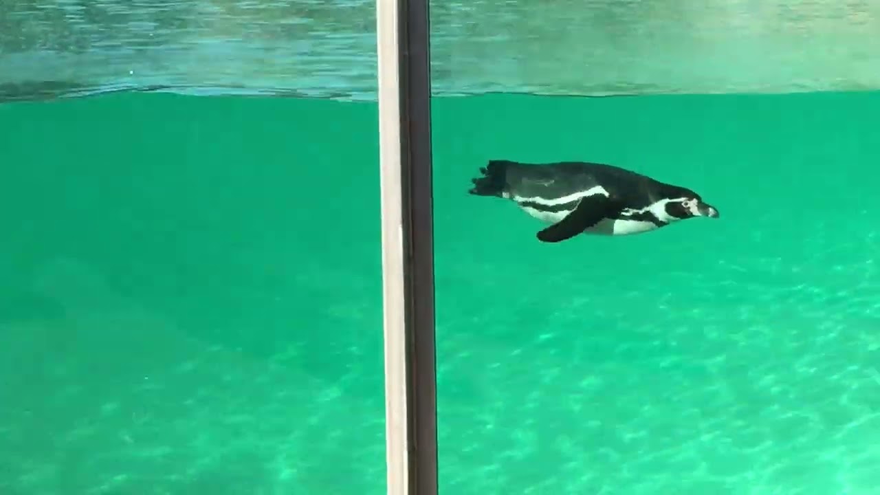 Penguin Pool London Zoo