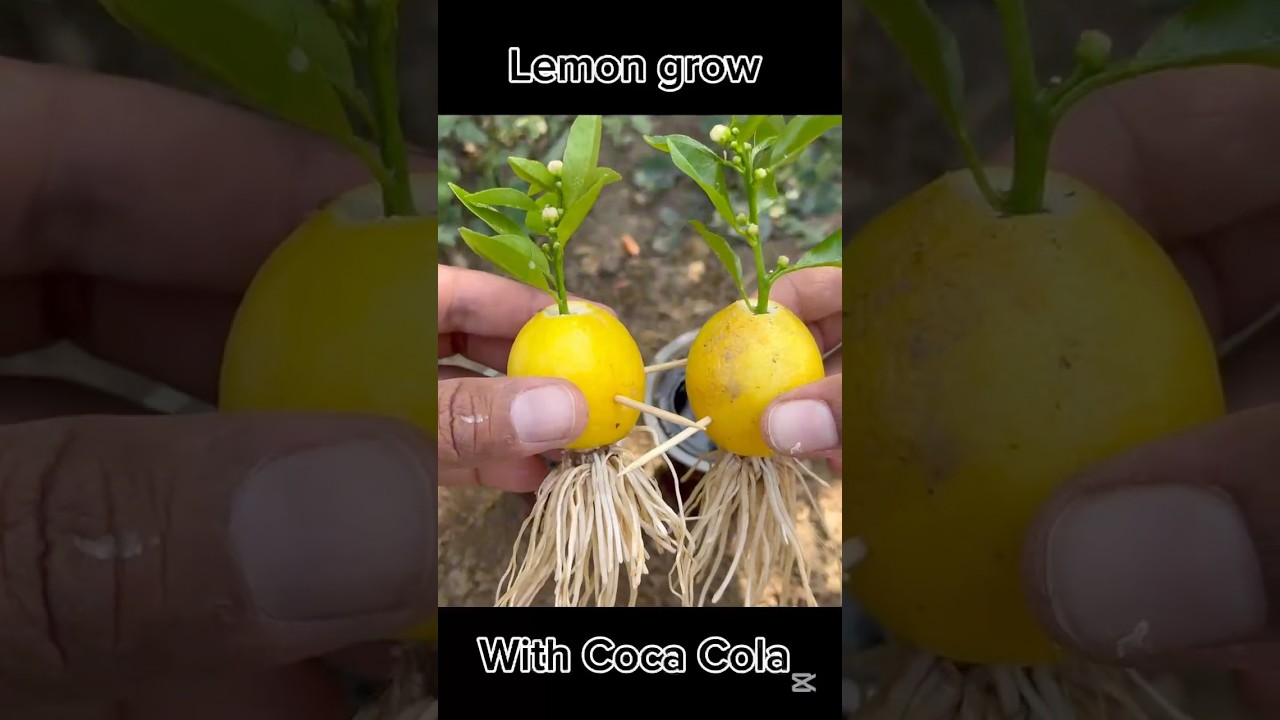 Lemon grow with Coca Cola #fruits #garden #experiment