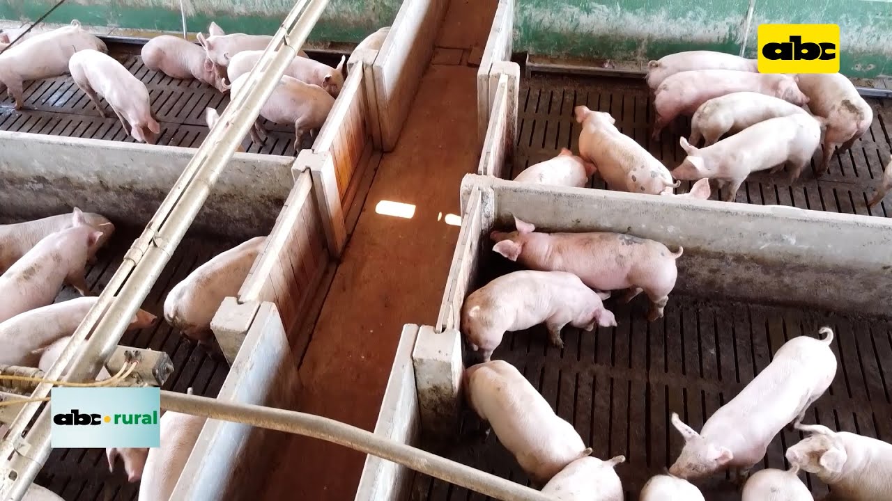 Engorde de cerdos con sistema de nutrición líquida