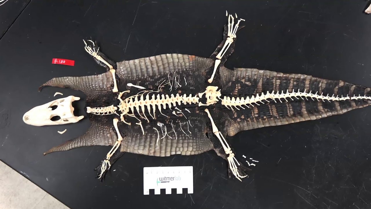 Random Act of Anatomy - 25 bird skeletons, plus an alligator