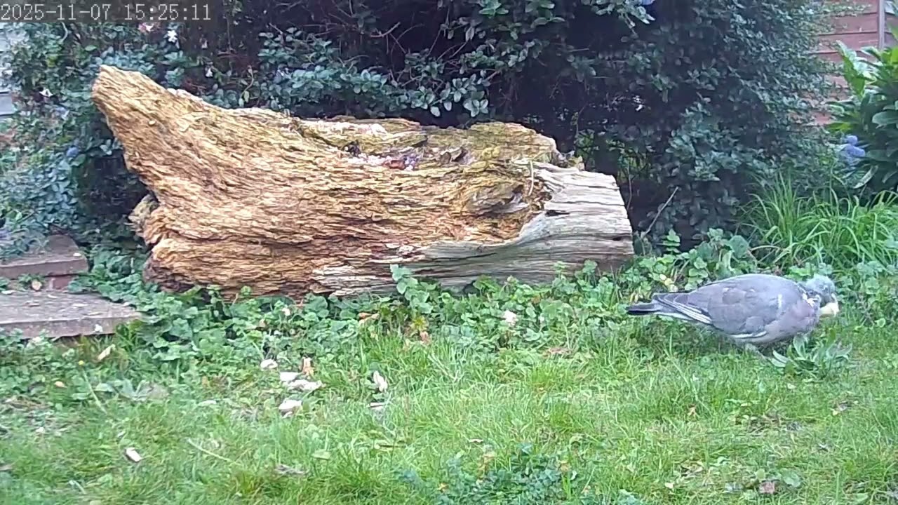 Garden Cam 1