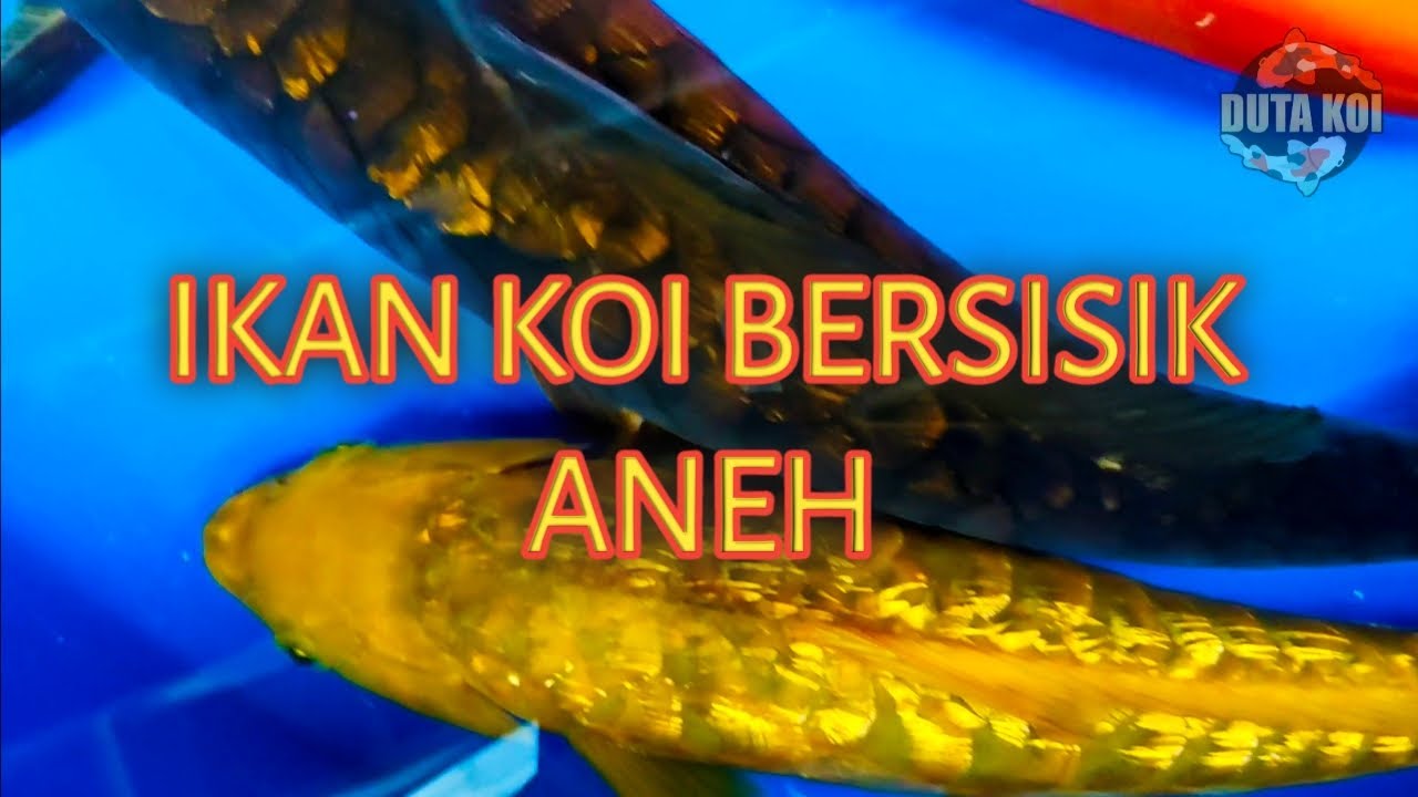 Perbedaan Ikan Koi Sisik Naga Dan Sisik Biasa (Ikan Koi Antik)