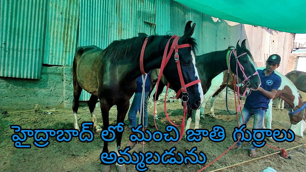 For Sale  Top Breed Desi Horses 🐴 | Hyderabad | 9533744190